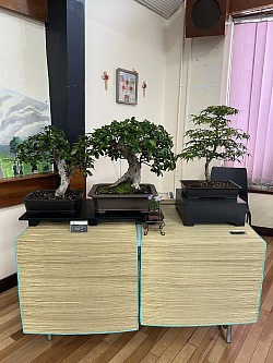 Bonsai Table