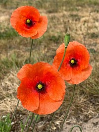 Poppies